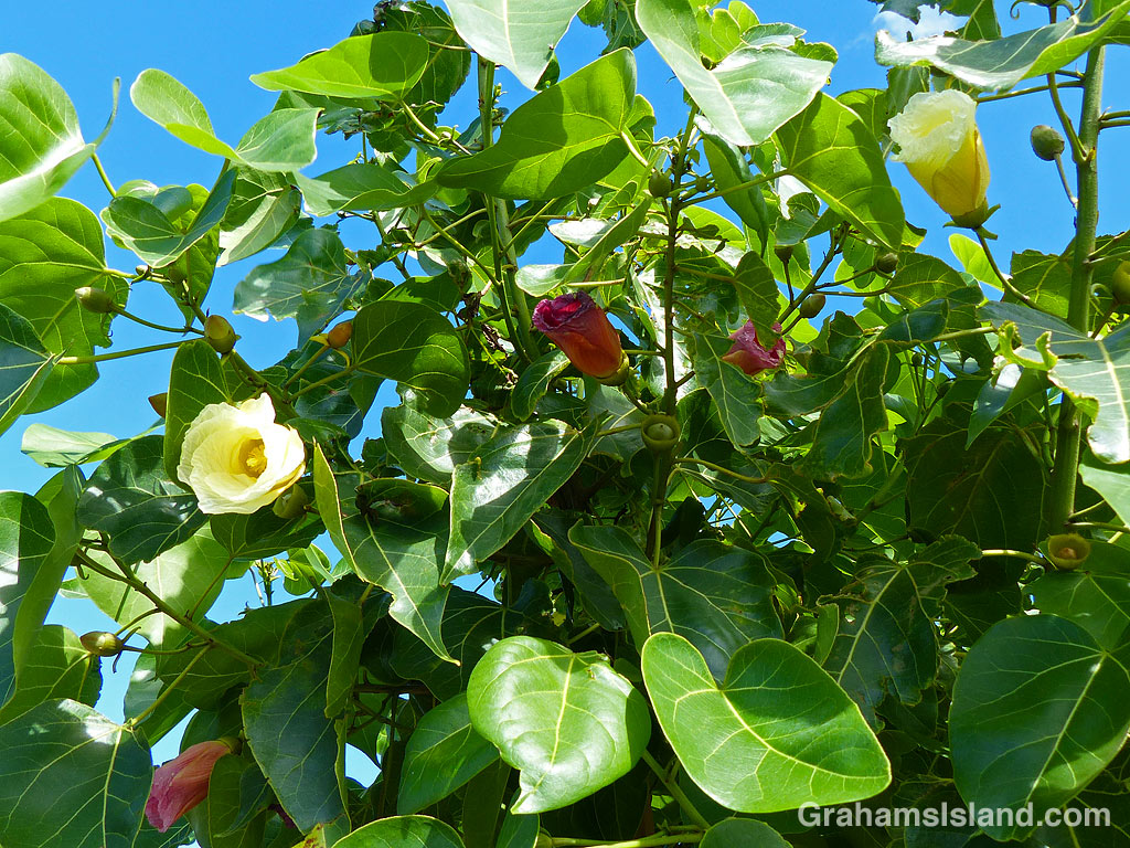 The flowers of a milo tree in Hawaii