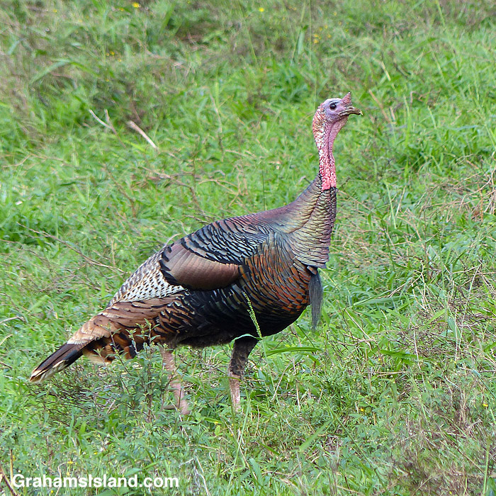 A wild turkey in Kohala, Hawaii