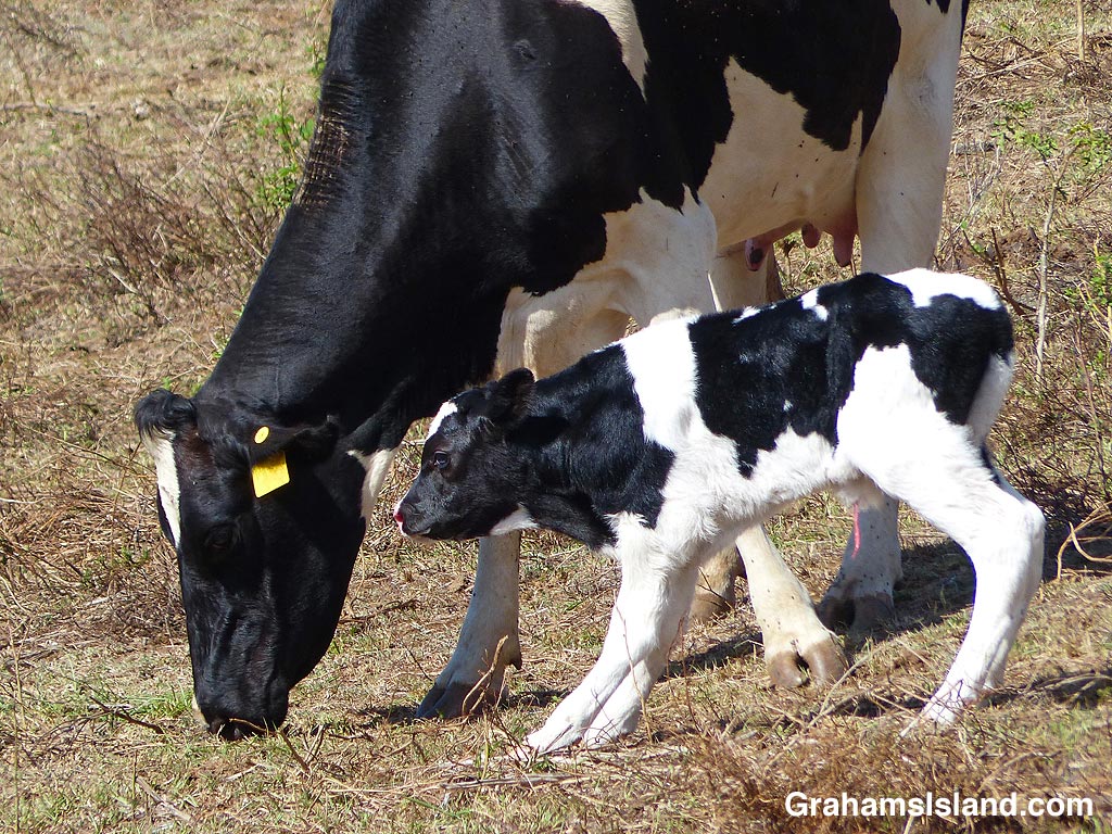 A cow and her new calf