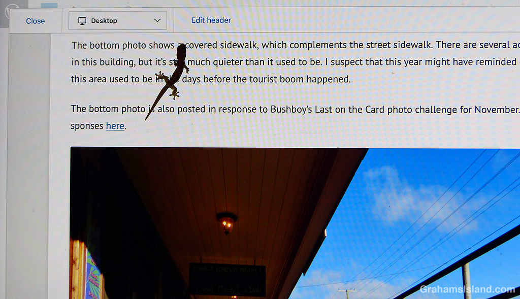 A baby gecko on a computer screen