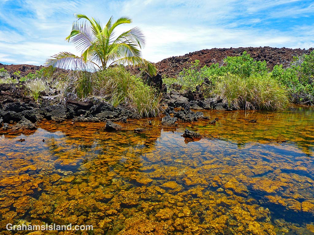 The golden pools at Keawaiki, Hawaii