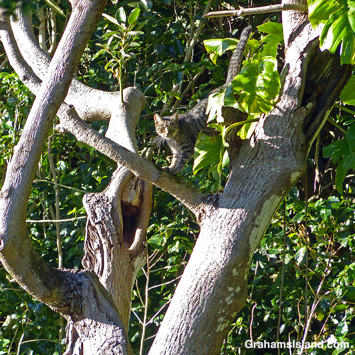 A cat up a tree in Hawaii