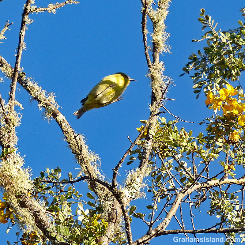 A Hawaii Amakihi hops from one branch to another