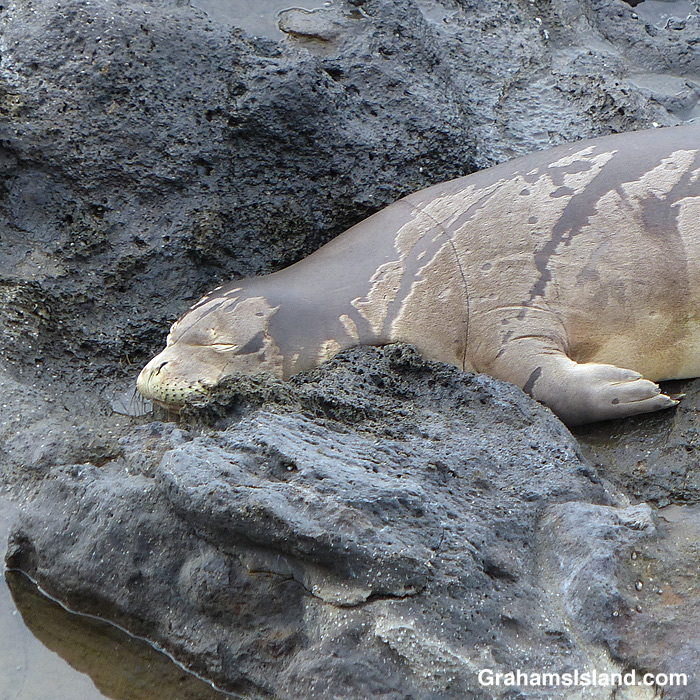 A Hawaiian monk seal resting