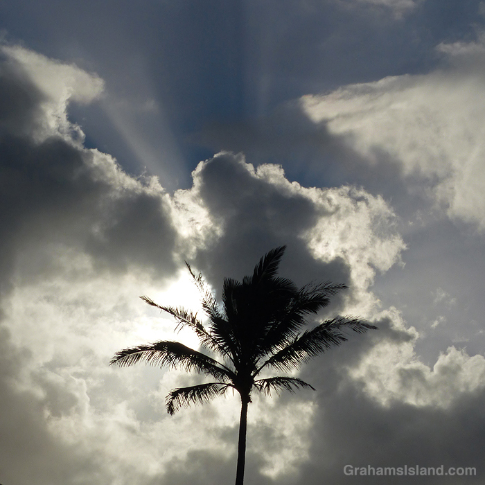 The sun shines behind clouds and a palm tree