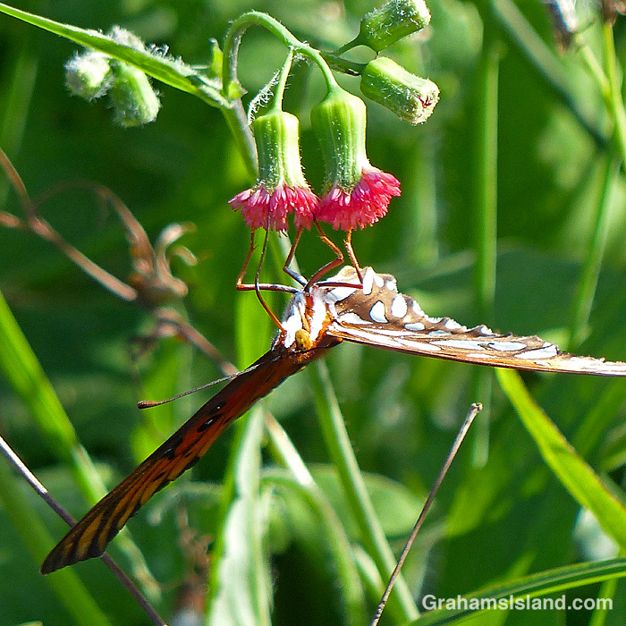 A passion vine butterfly on a tasselflower