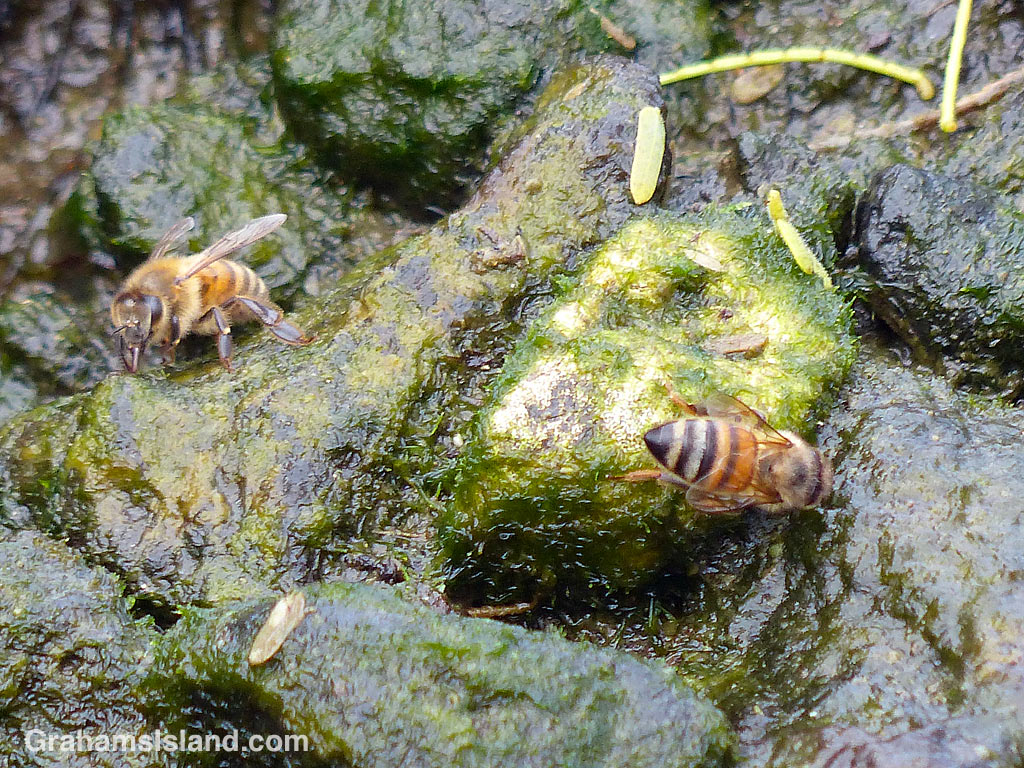 Bees collect water from the edge of a pool