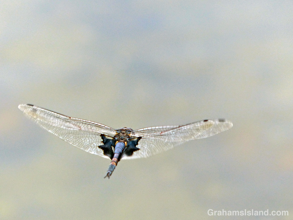 A black saddlebags dragonfly
