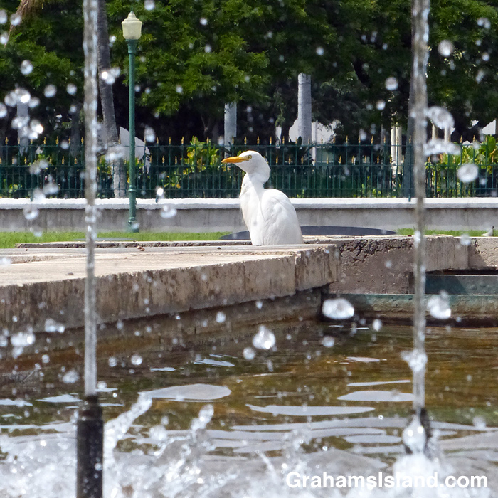 A cattle egret standing in a fountain