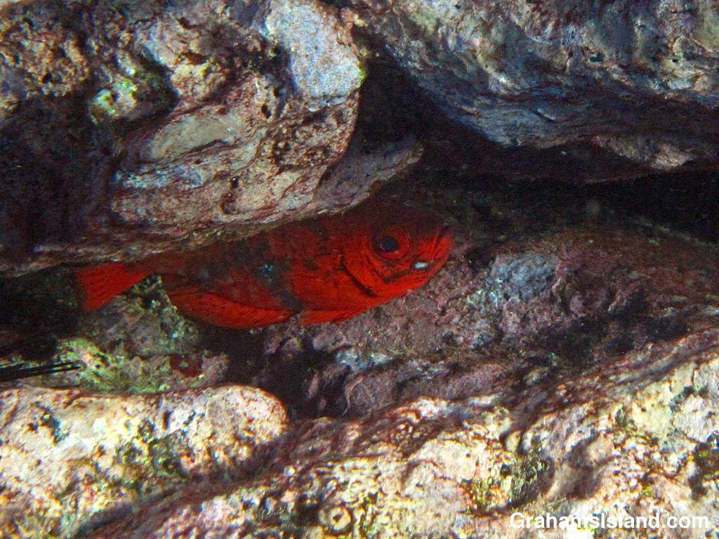 A common bigeye fish in a hollow in the rocks