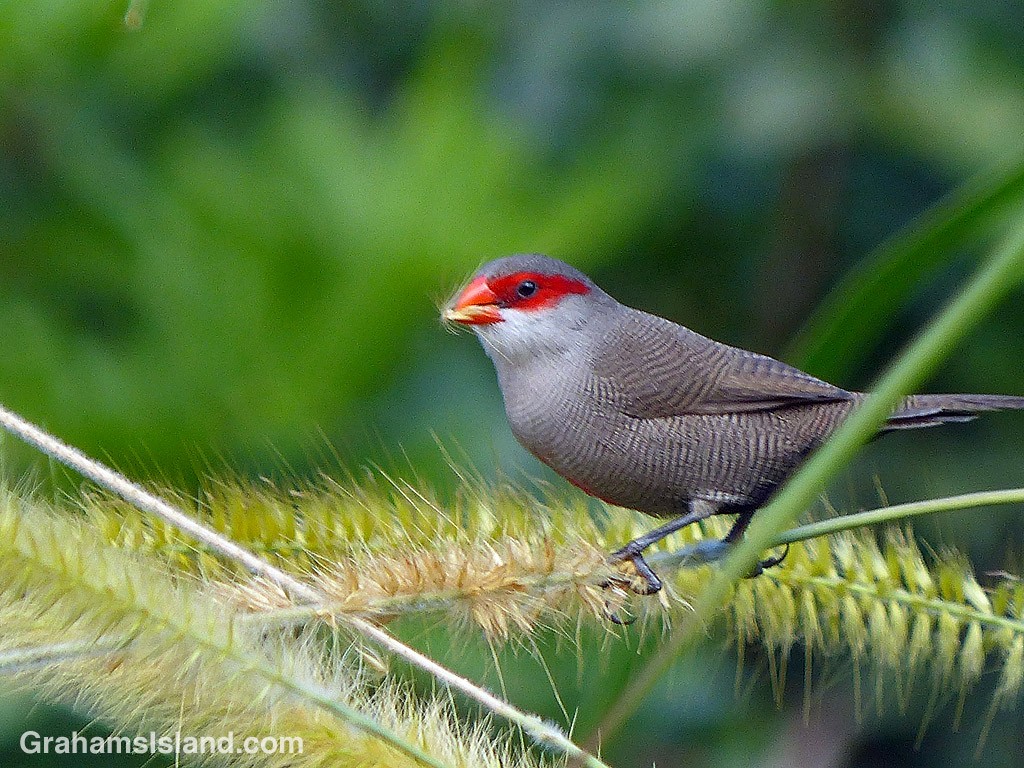 A common waxbill eating cane grass seeds