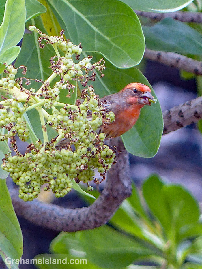A house finch eats tree heliotrope fruit