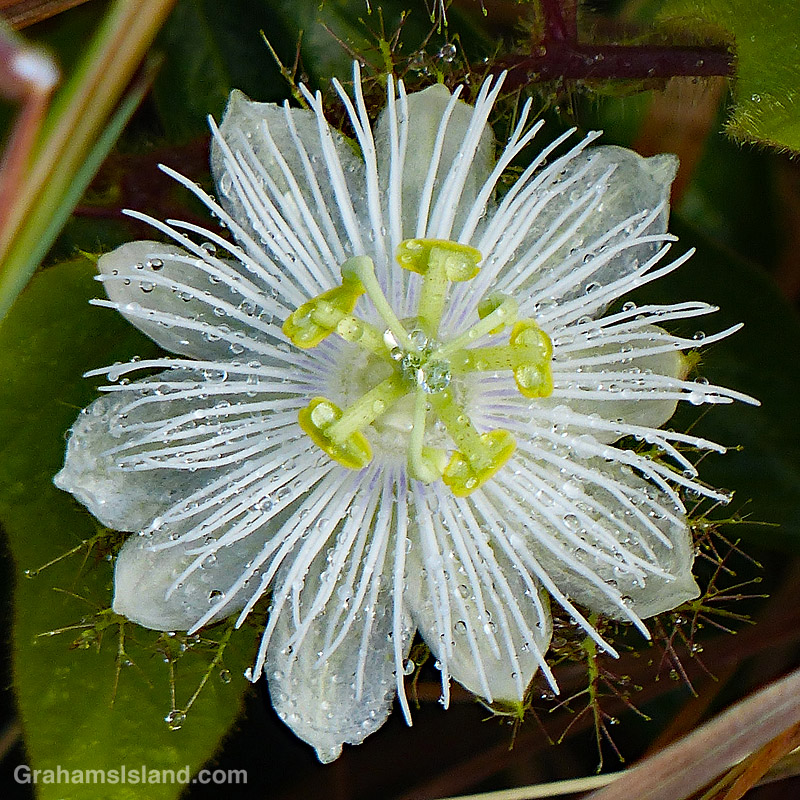 Raindrops on a passion flower in Hawaii