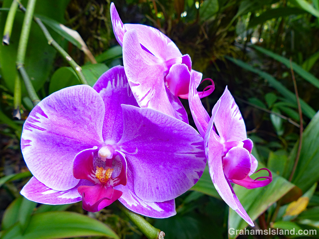A Phalaenopsis Minho Princess orchid at Hawaii Tropical Bioreserve and Garden