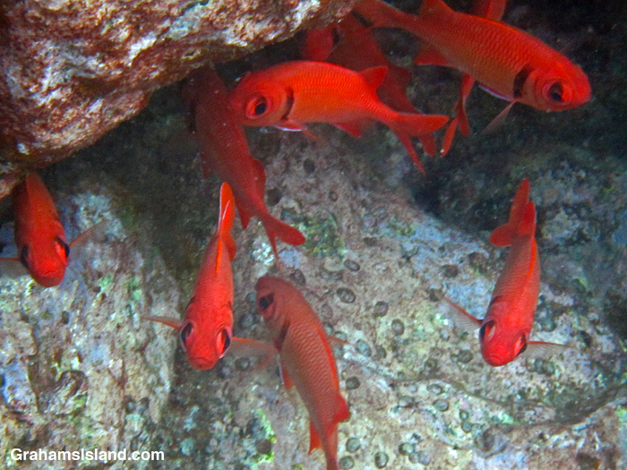 Soldierfishes in Hawaii