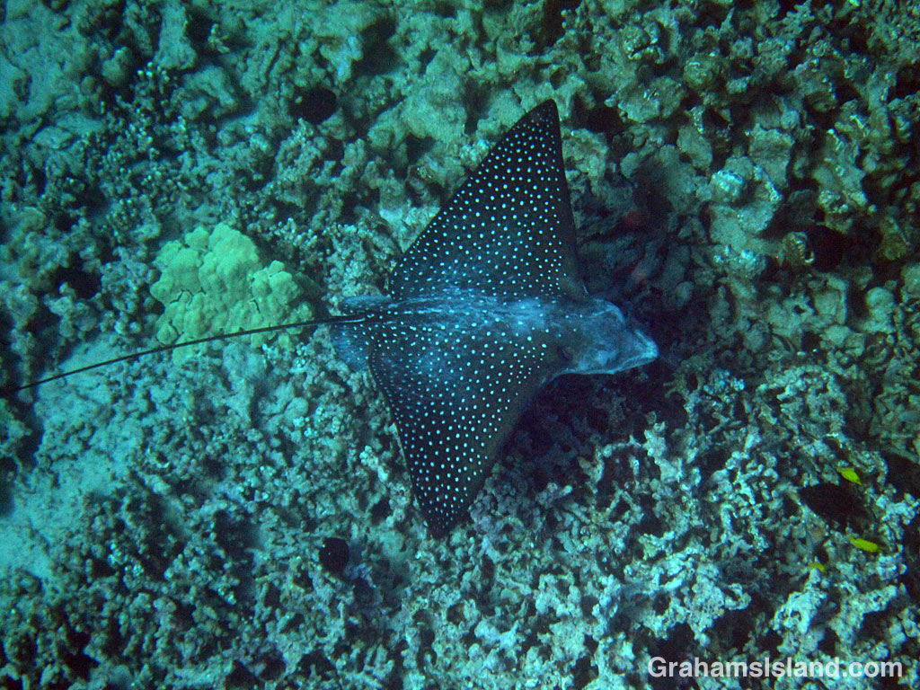 A spotted eagle ray swims off the Big Island, Hawaii