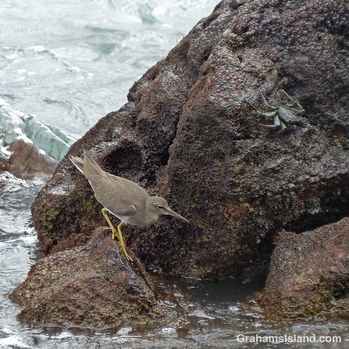 A wandering tattler at Kiholo, Hawaii