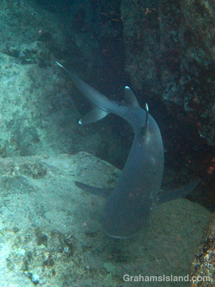 A whitetip reef shark cruises off the Big Island, Hawaii