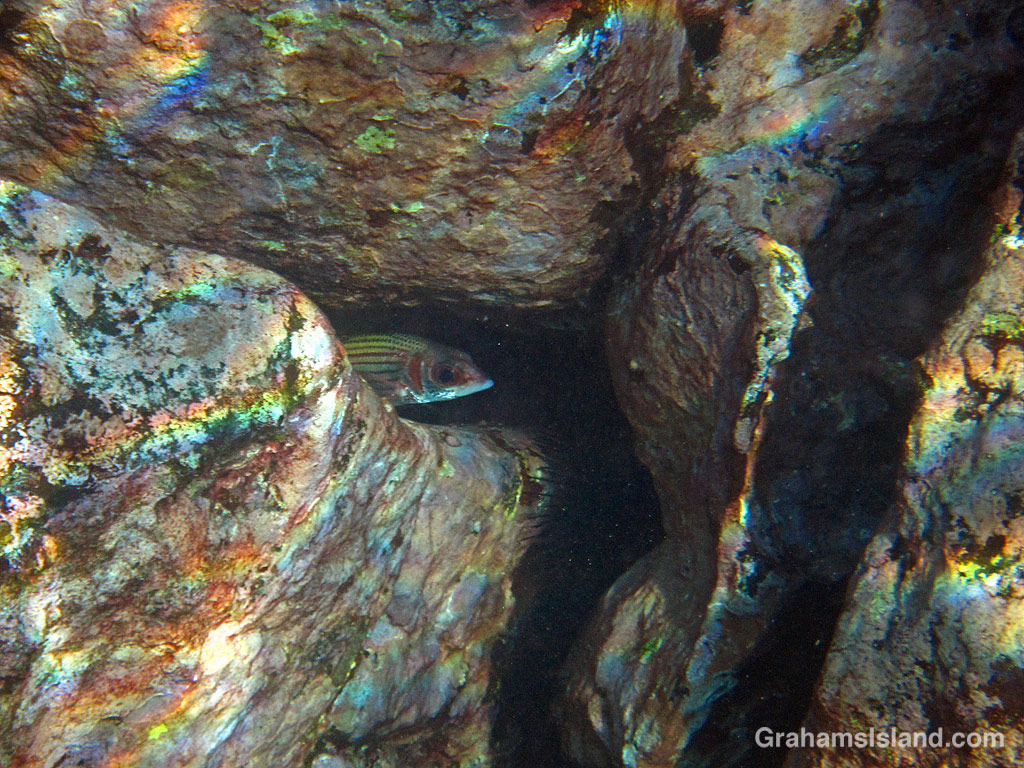 A Yellow-stripe Squirrelfish hides in the rocks off Hawaii