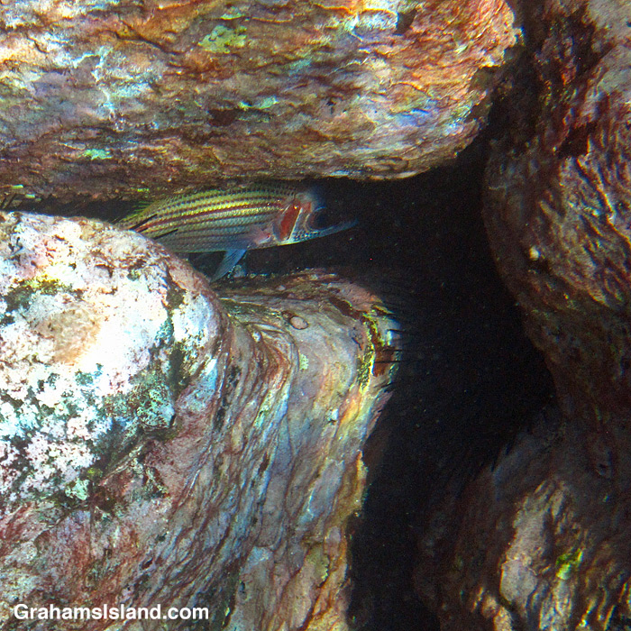 A Yellow-stripe Squirrelfish hides in the rocks off Hawaii