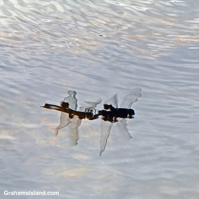 A pair of Black Saddlebags Dragonflies mating as reflected in a pool