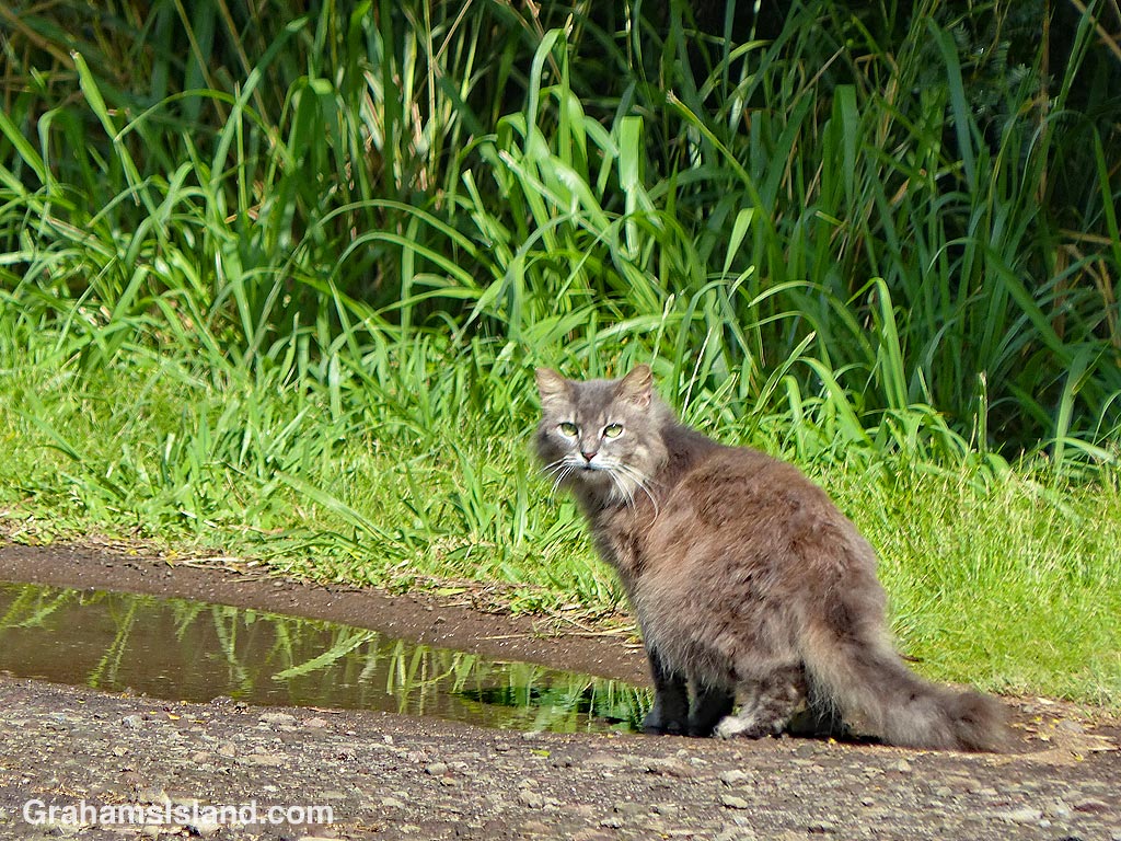 A cat sits by a puddle