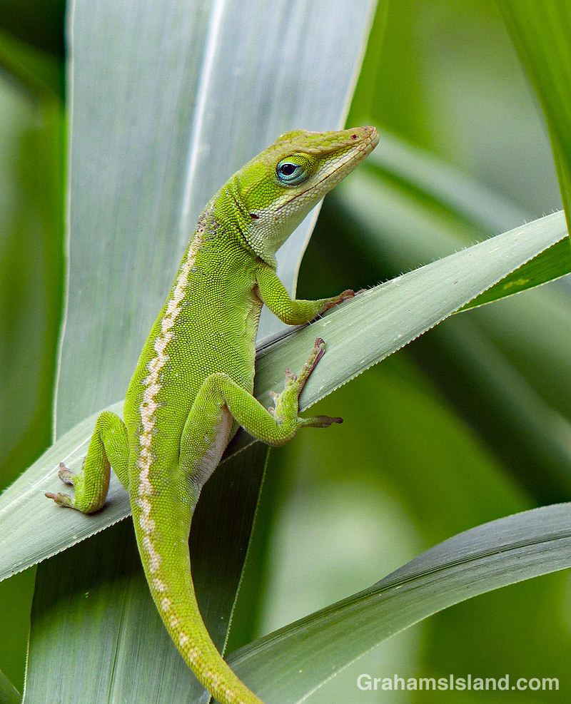 A green anole on a leaf