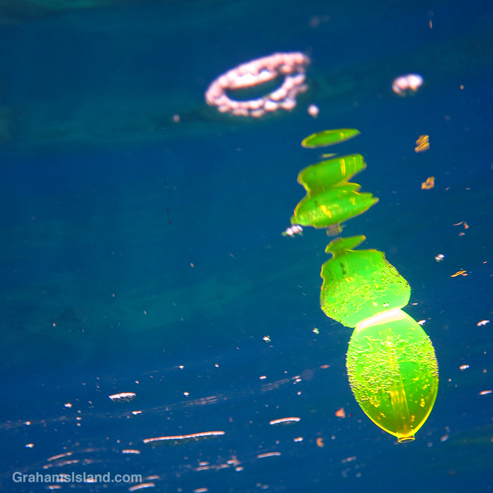 A green float in the water off Hawaii