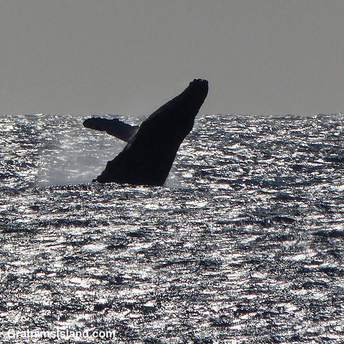 A humpback whale breaches off the Big Island, Hawaii