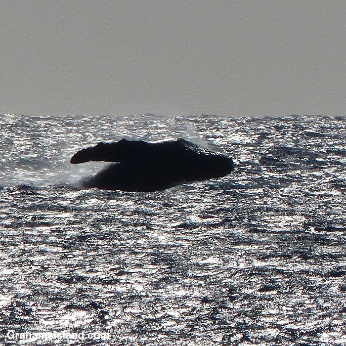A humpback whale breaches off the Big Island, Hawaii