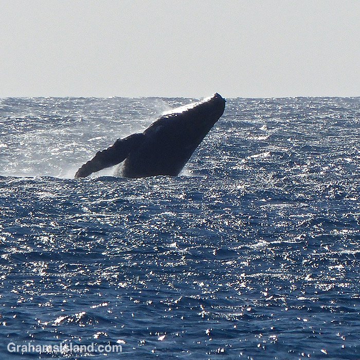 A humpback whale breaches off the Big Island, Hawaii