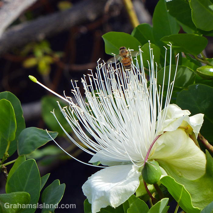 A bee forages on a Maiapilo flower in Hawaii