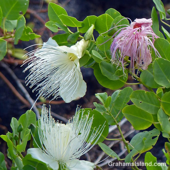 Maiapilo flowers in Hawaii