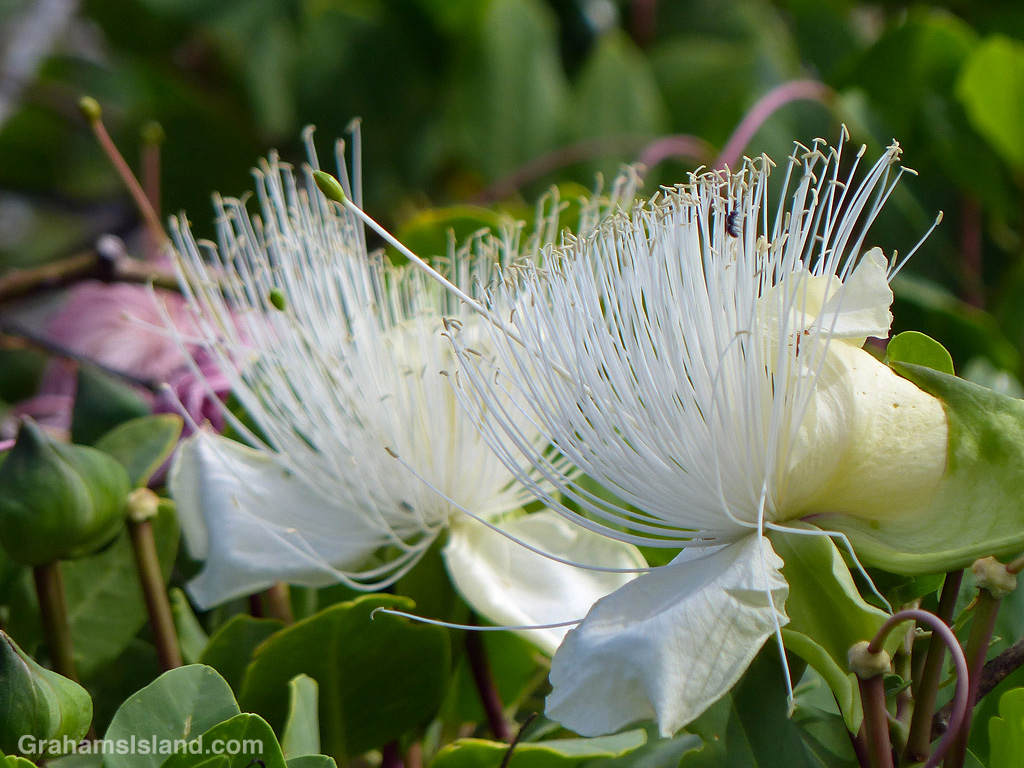Maiapilo flowers in Hawaii