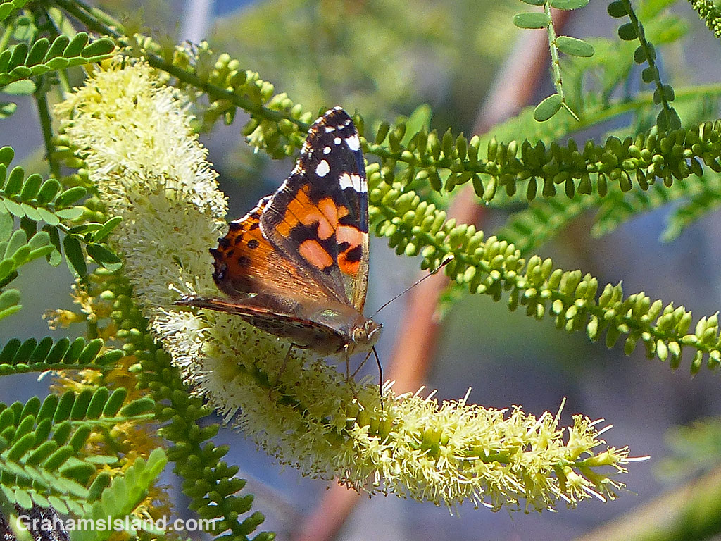 A Painted Lady Butterfly feeds on a kiawe flower