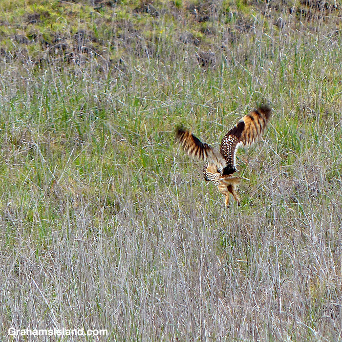 A Hawaiian short-eared owl (pueo) hunting