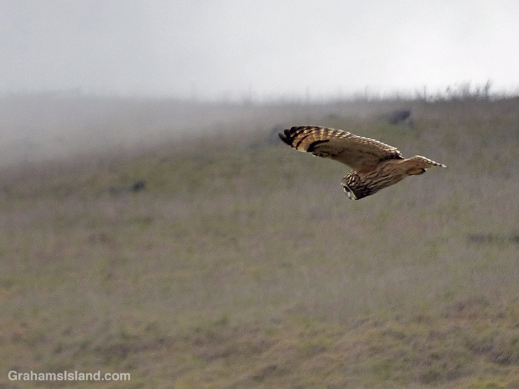 A Hawaiian short-eared owl (pueo) hunting