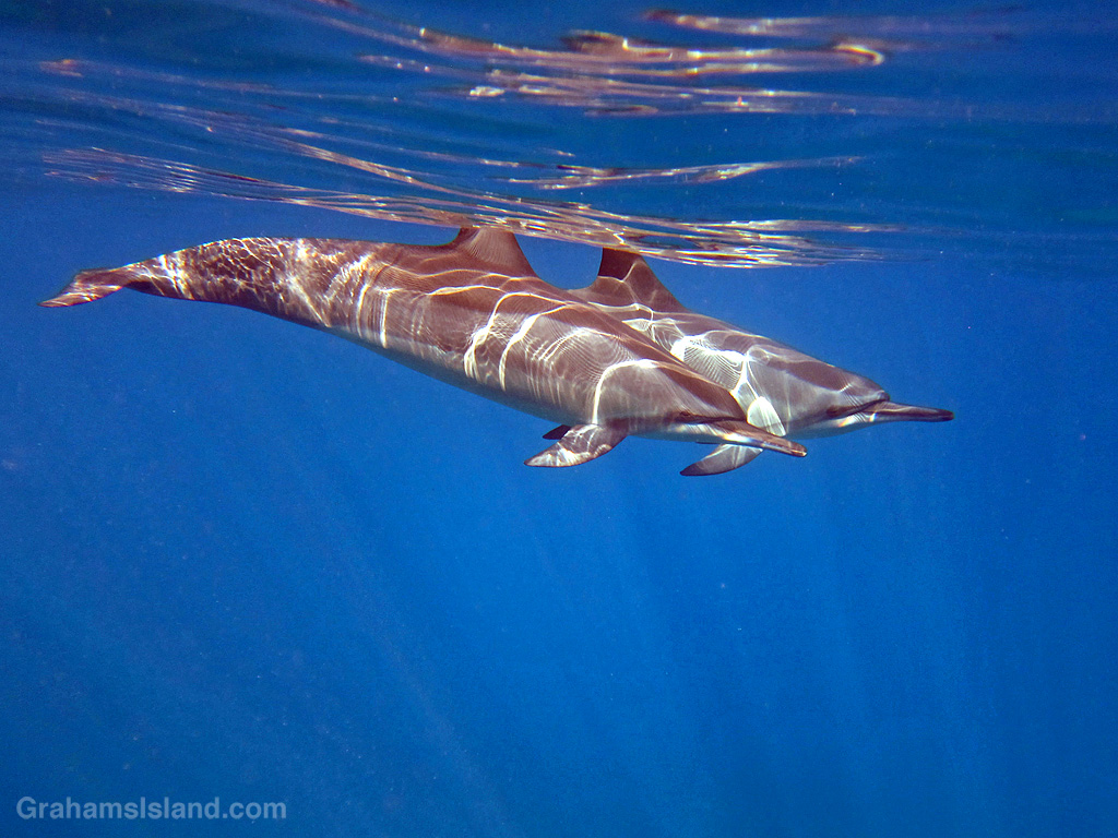 Spinner dolphins in the waters off the Big Island, Hawaii