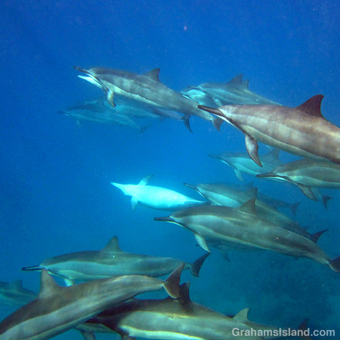 Spinner dolphins off Hawaii