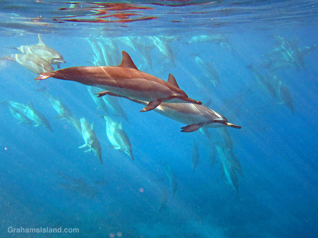 Spinner dolphins in the waters off the Big Island, Hawaii