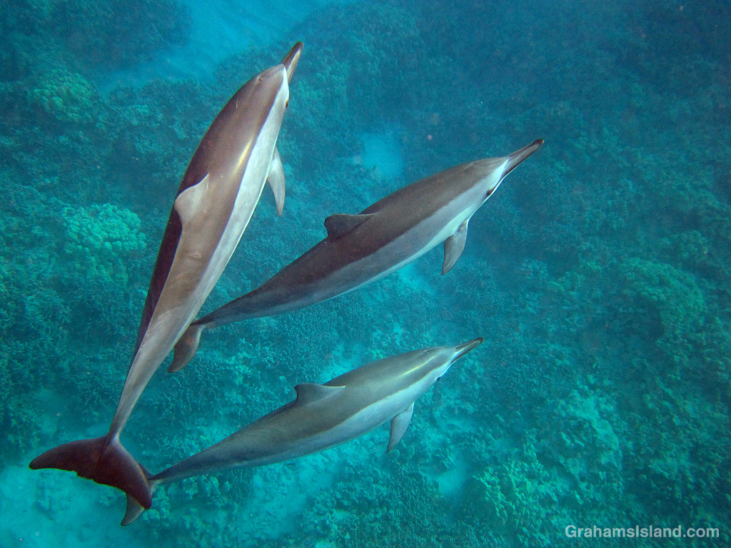 Spinner dolphins in the waters off the Big Island, Hawaii