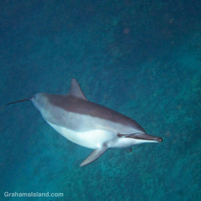 A spinner dolphin off Hawaii