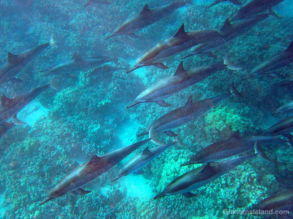 Spinner dolphins in the waters off the Big Island, Hawaii