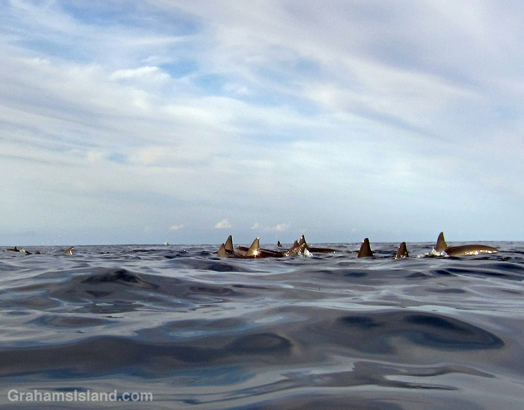 Spinner dolphins in the waters off the Big Island, Hawaii
