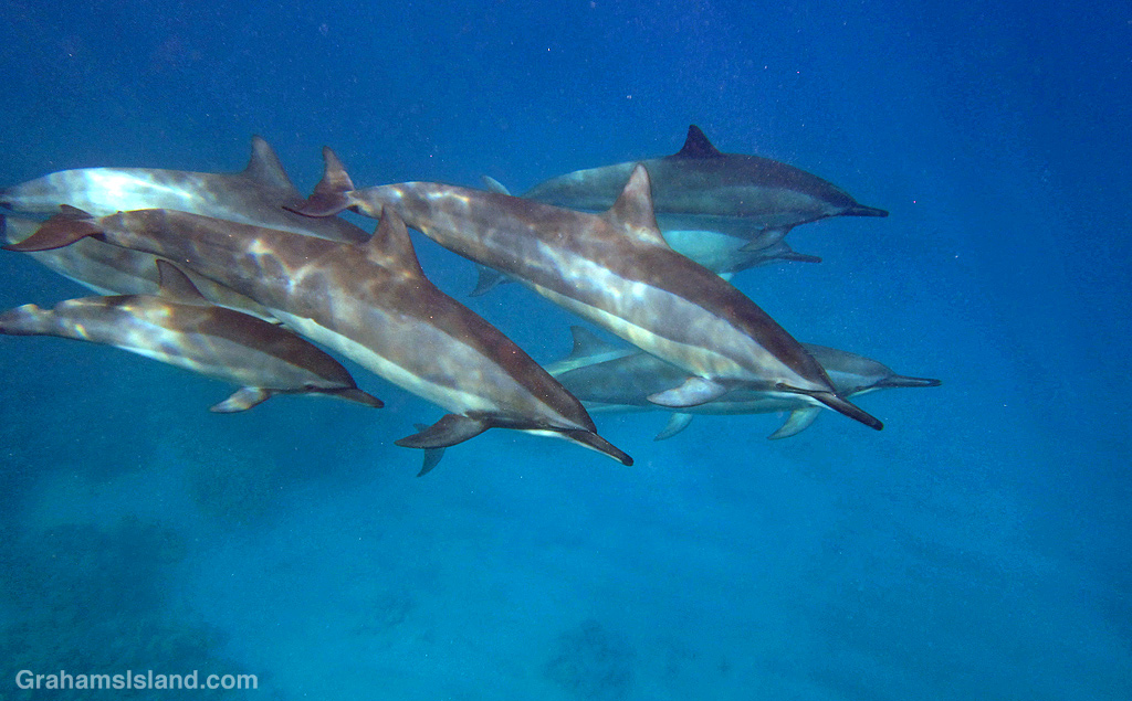 Spinner dolphins in the waters off the Big Island, Hawaii