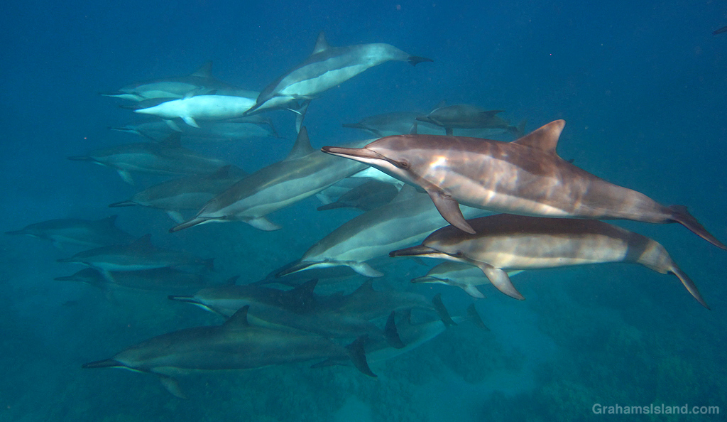 Spinner dolphins in the waters off the Big Island, Hawaii