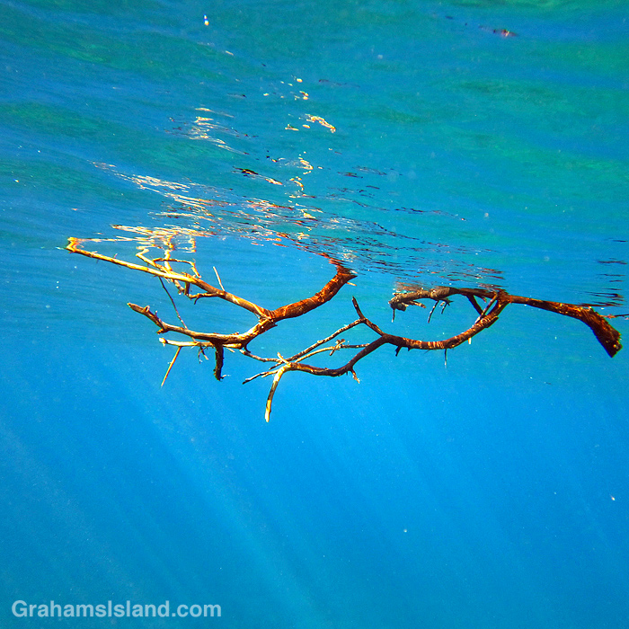 A stick swimming crab in the waters off the Big Island, Hawaii
