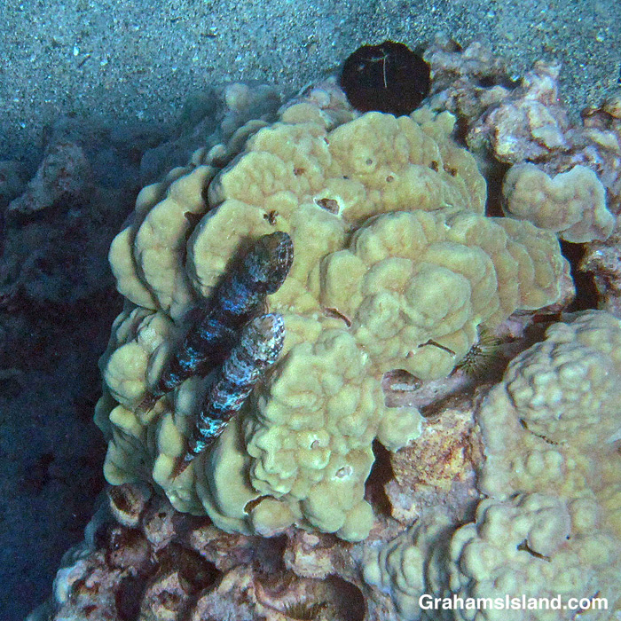 Two reef lizardfish waiting on lobe coral