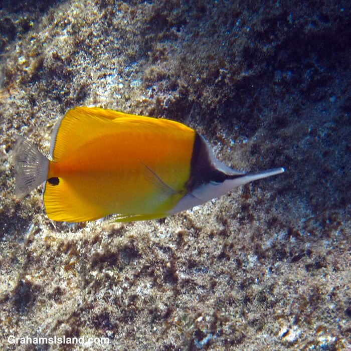 A Common longnose butterflyfish off Hawaii