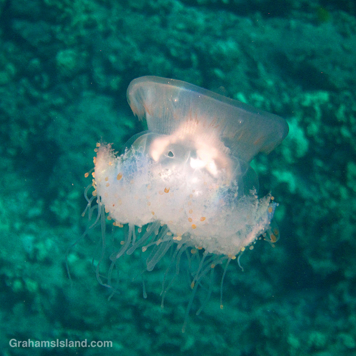 A Crowned jellyfish glows in the waters off Hawaii